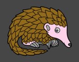 Pangolin