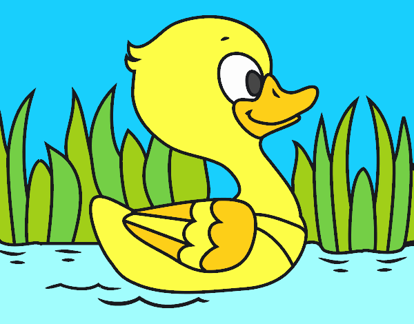 Patito de río