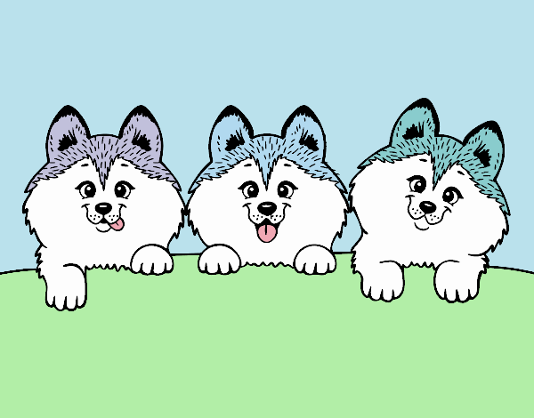 3 perritos