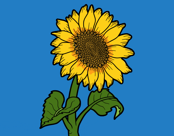 GIRASOL