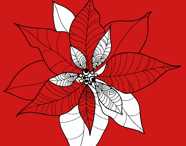 Flor de poinsetia