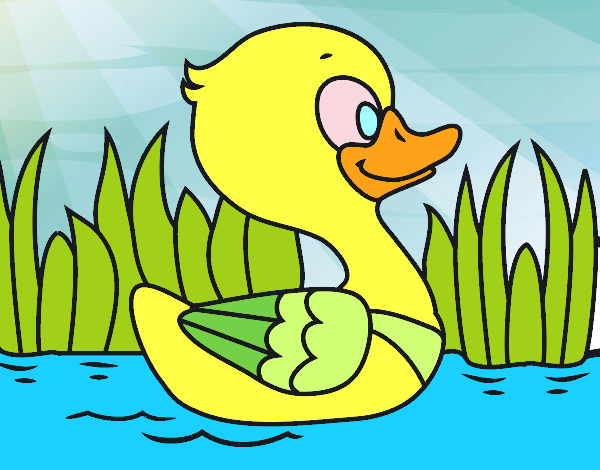 Patito de río