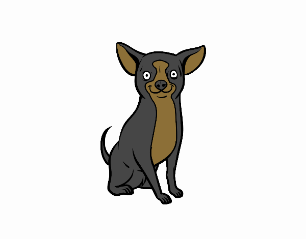 Perro chihuahua