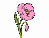 Una flor de amapola