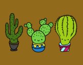 3 mini cactus