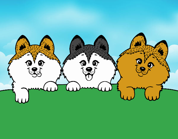 3 perritos