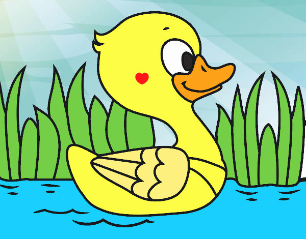 Patito de río