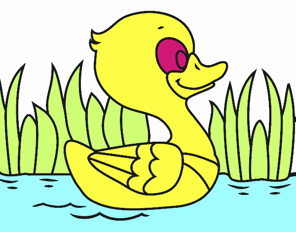 Patito de río