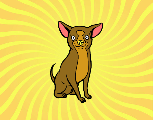 Perro chihuahua