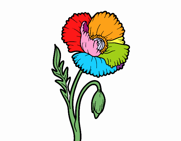 Dibujo de Una flor de amapola pintado por en Dibujos.net el día 18-11