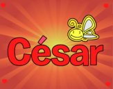 César