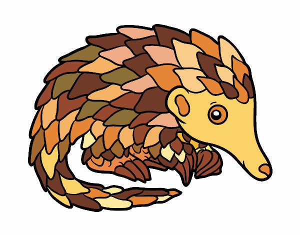 Pangolin