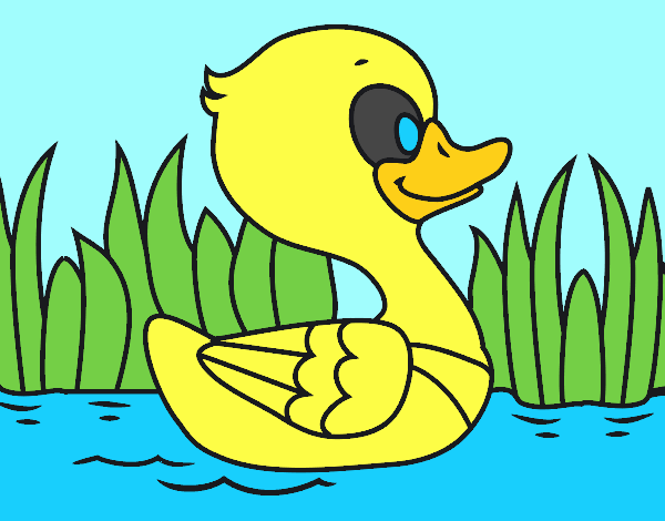 Patito de río