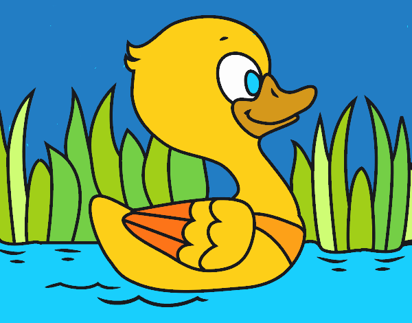 Patito de río