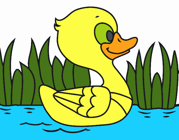 Patito de río