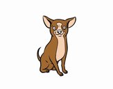 Perro chihuahua