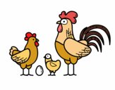 Familia gallina