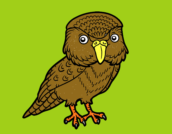 Kakapo