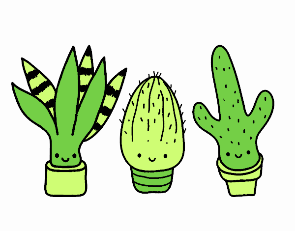 Mini cactus