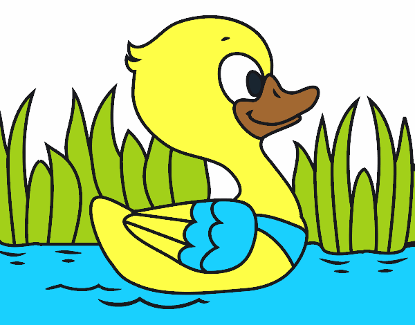 Patito de río