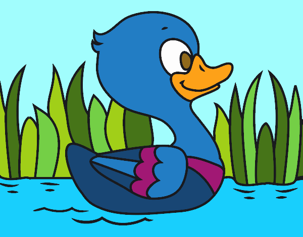 Patito de río