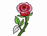 Rosa silvestre