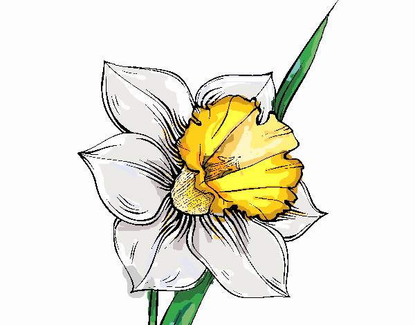 Flor de narciso