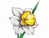 Flor de narciso