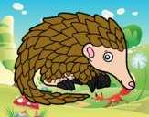 Pangolin