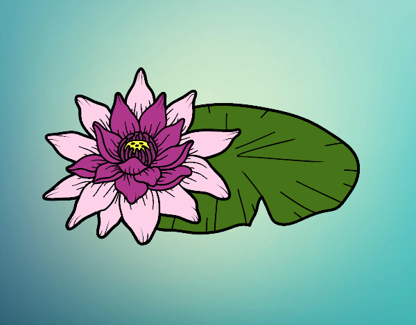 Una flor de loto