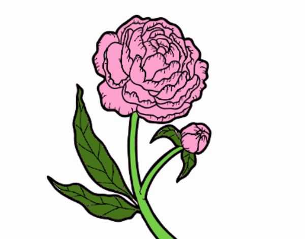 Peonia