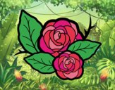 Dos rosas