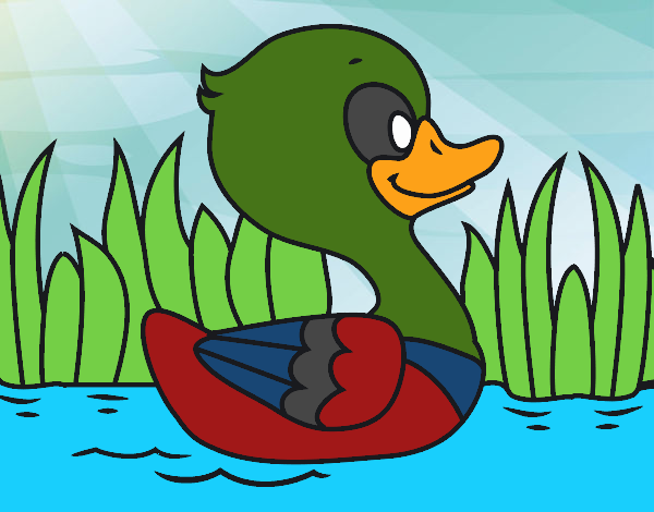 Patito de río