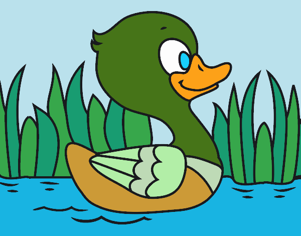 Patito de río