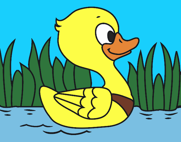 Patito de río