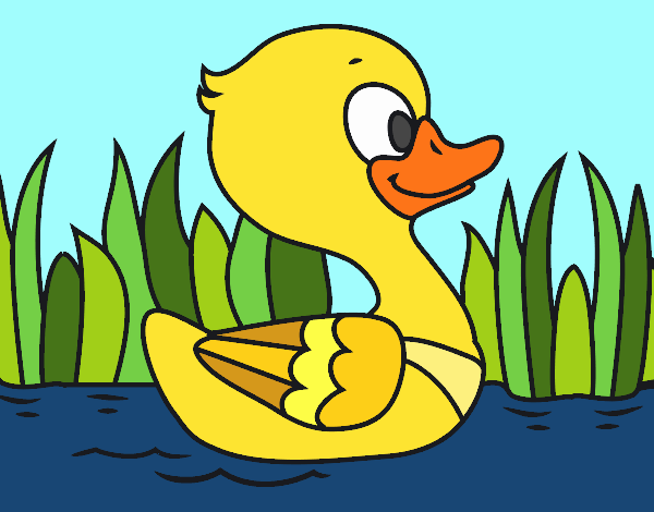 Patito de río