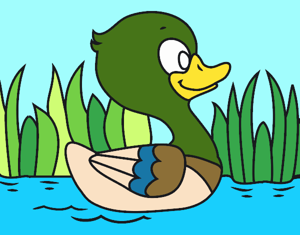 Patito de río