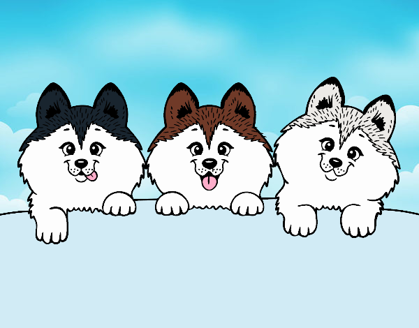 3 perritos