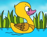 Patito de río