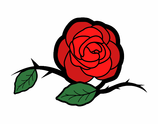 una rosa