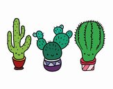 3 mini cactus