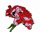 Flor de clavel