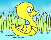 Patito de río