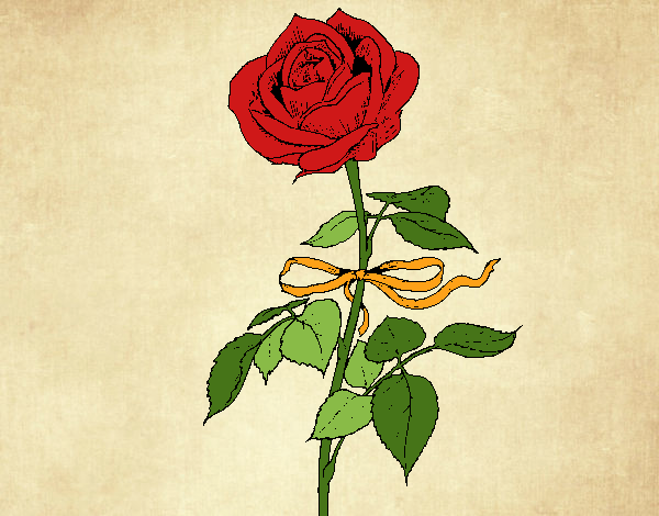 Una rosa