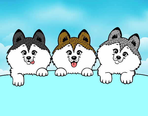 3 perritos