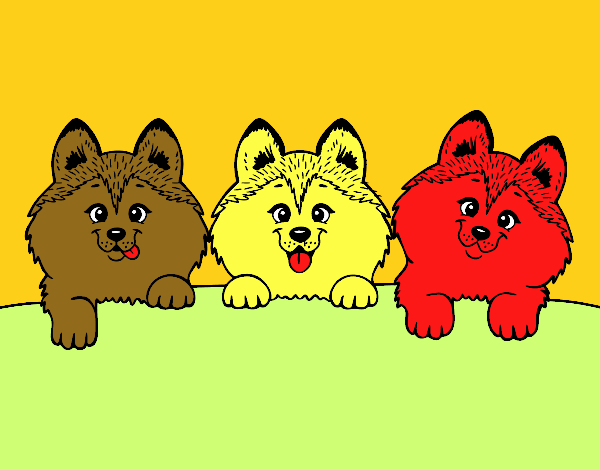 3 perritos