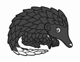 Pangolin