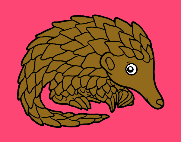 Pangolin