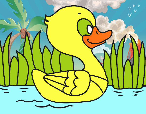 Patito de río