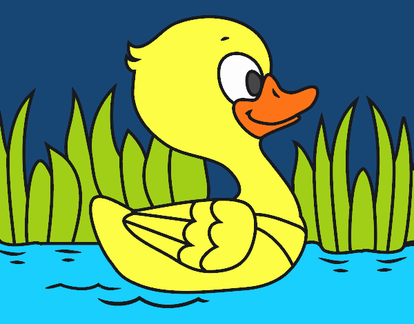 Patito de río